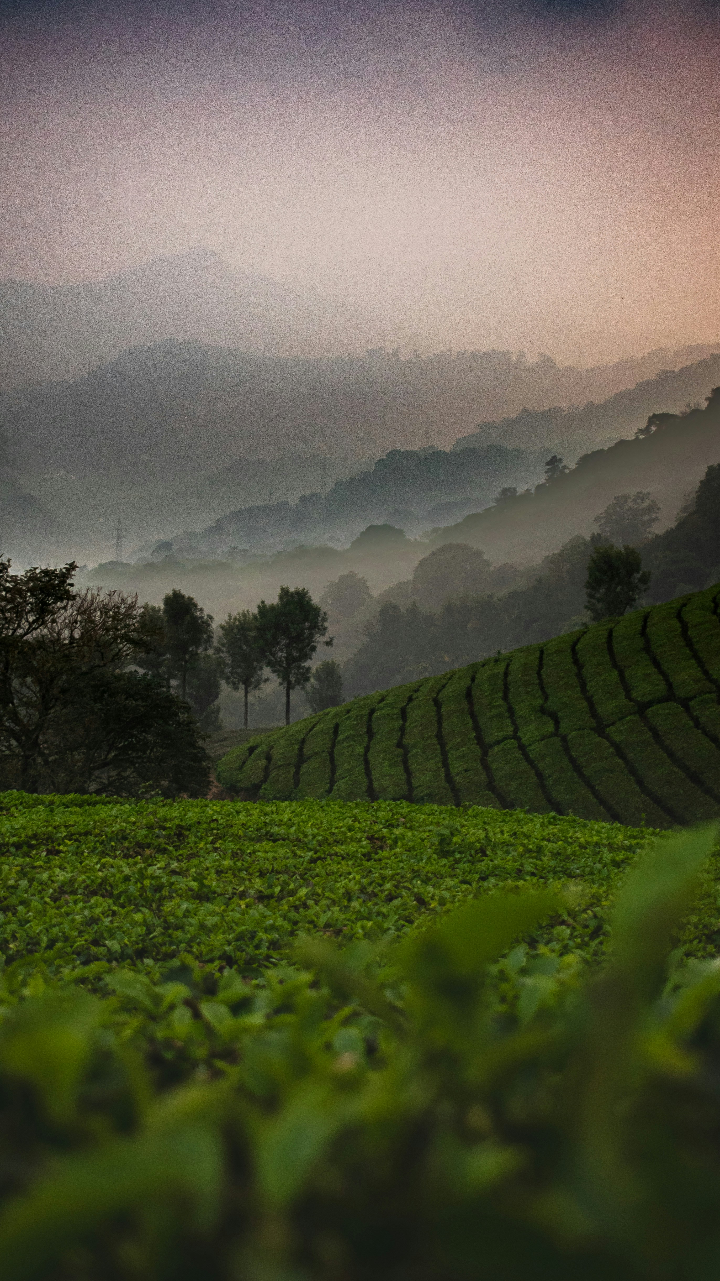 Kochi to Munnar photo 2