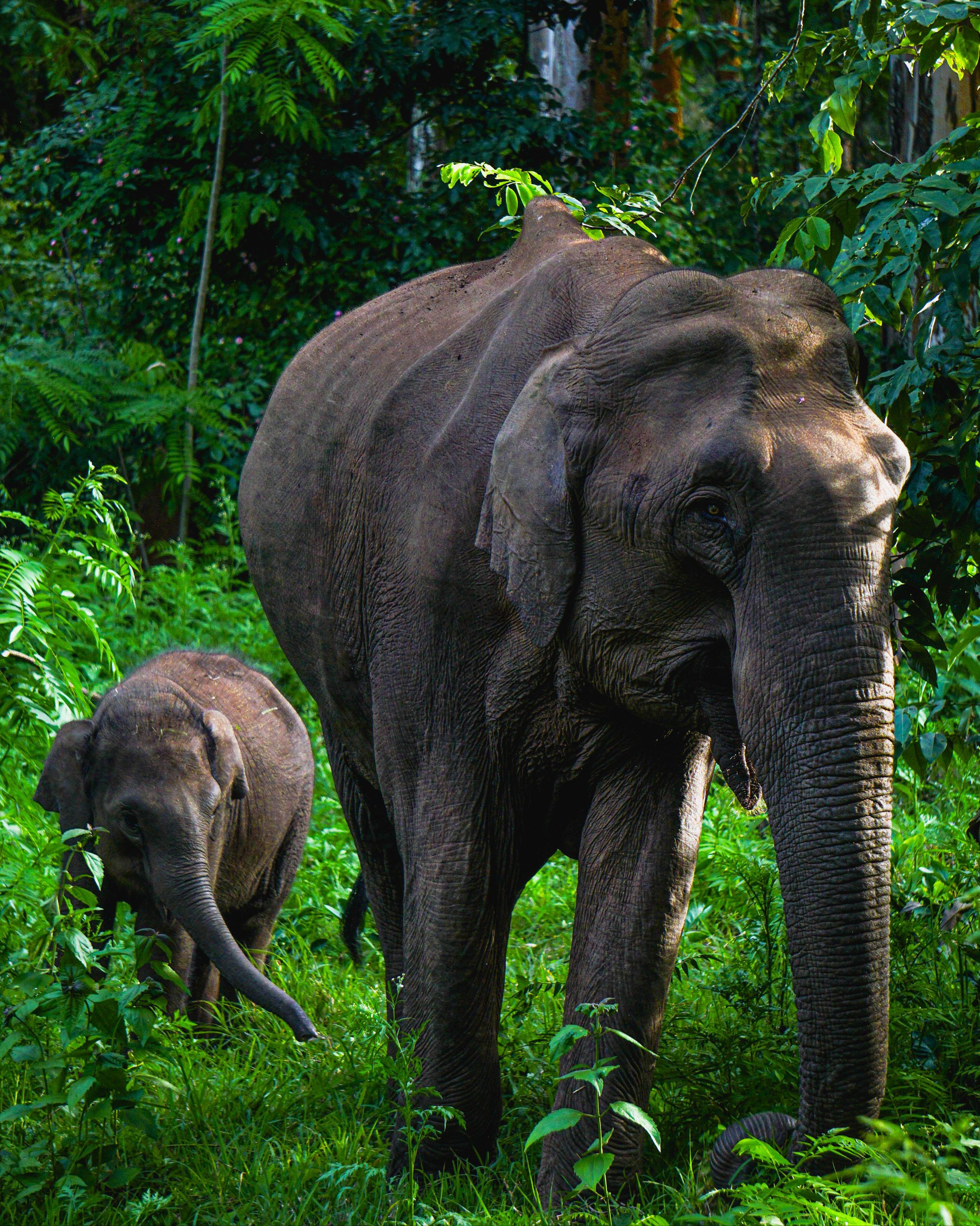 Munnar Full Day