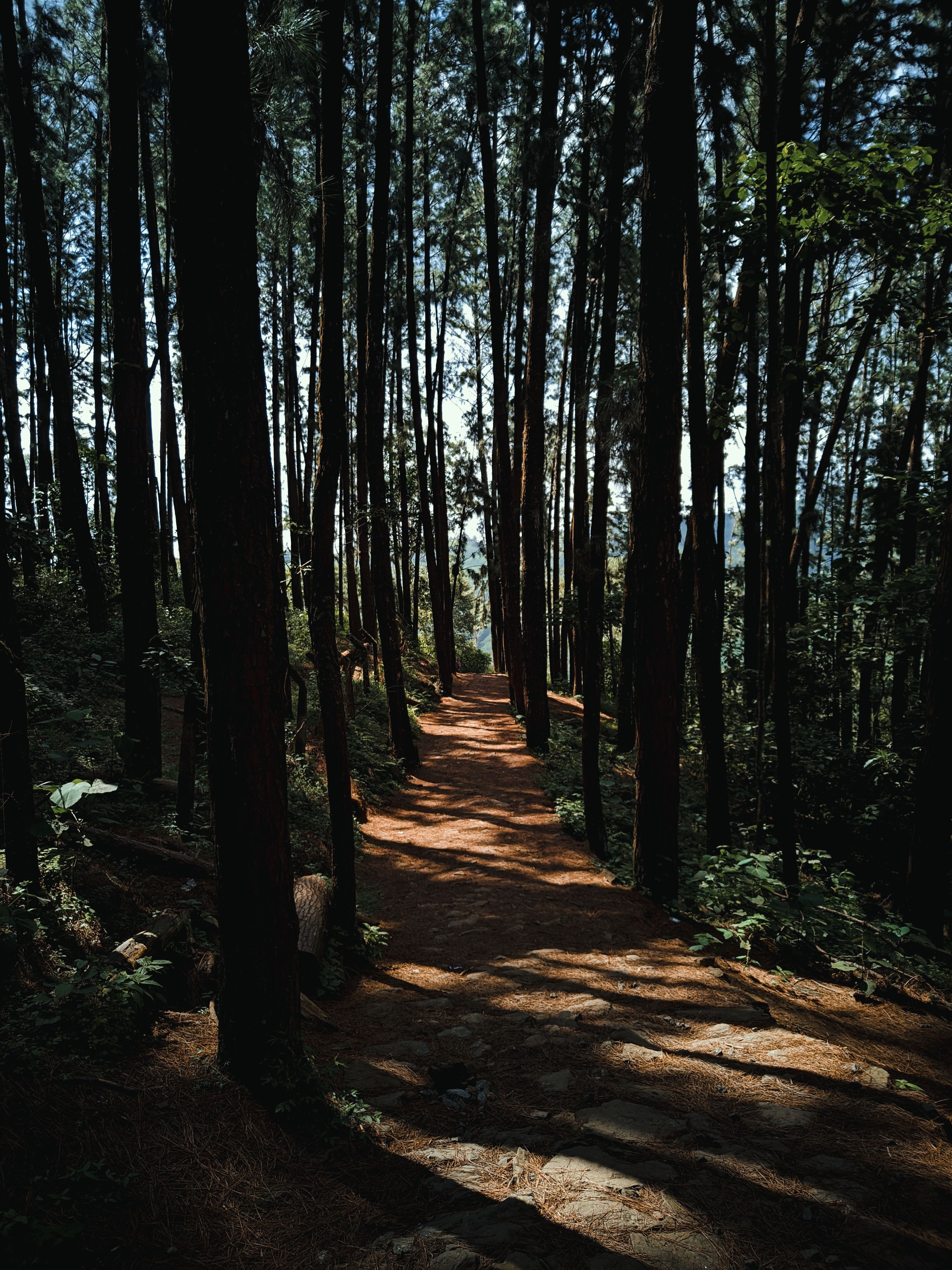 Vagamon Exploration photo 1