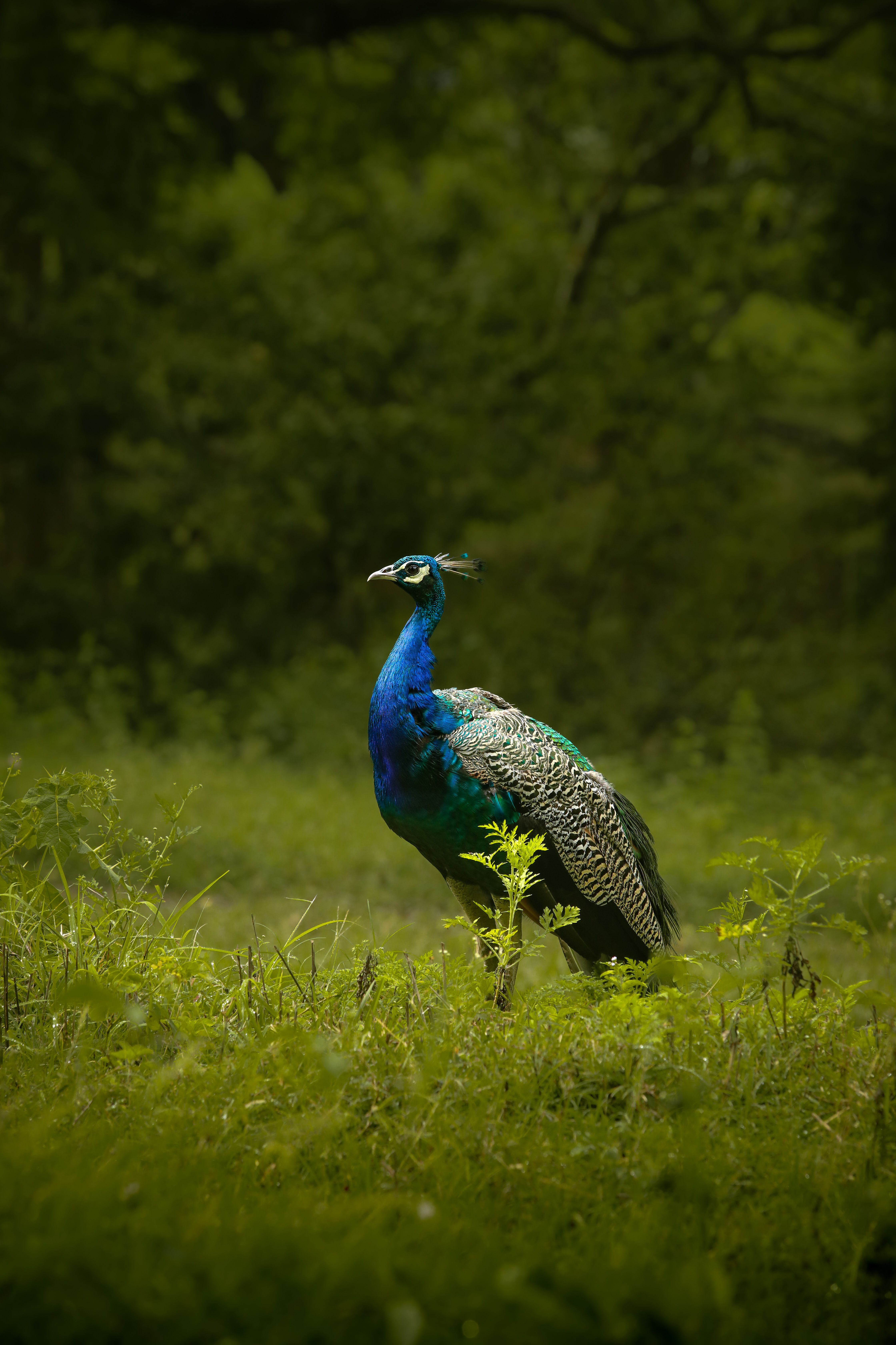 Curated Munnar photo 1