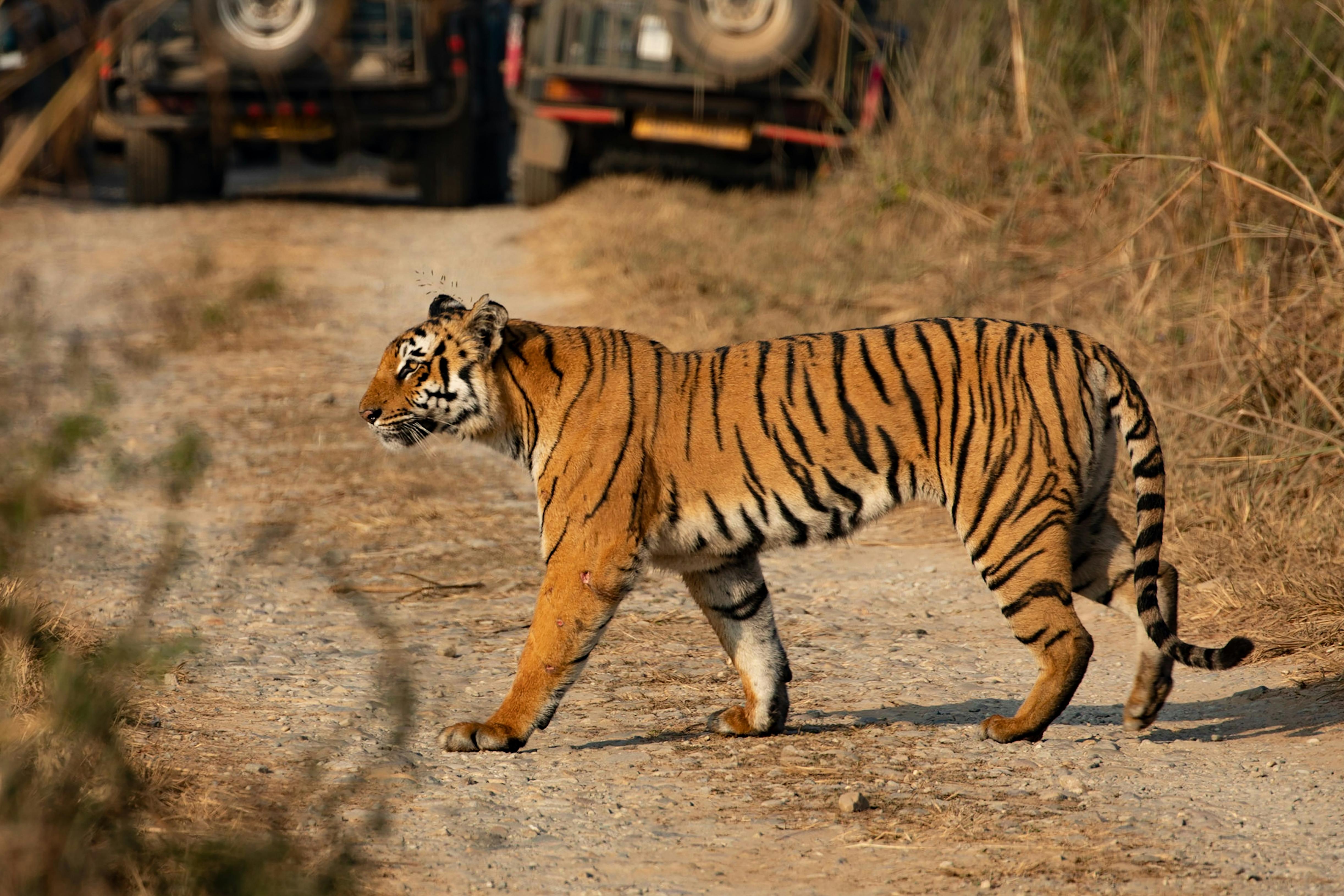 Delhi to Corbett photo 2