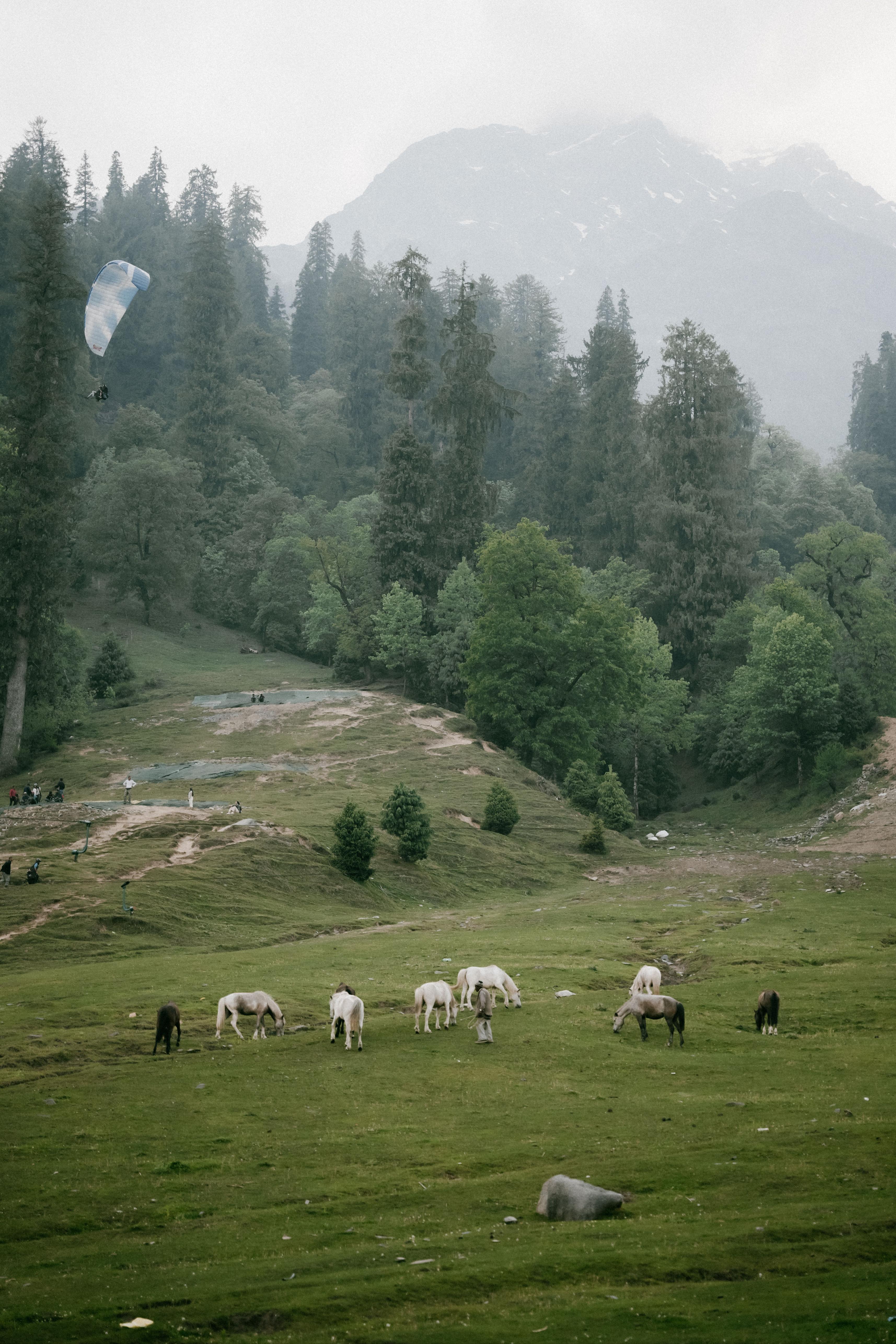 Naggar Art and Slow Travel photo 1