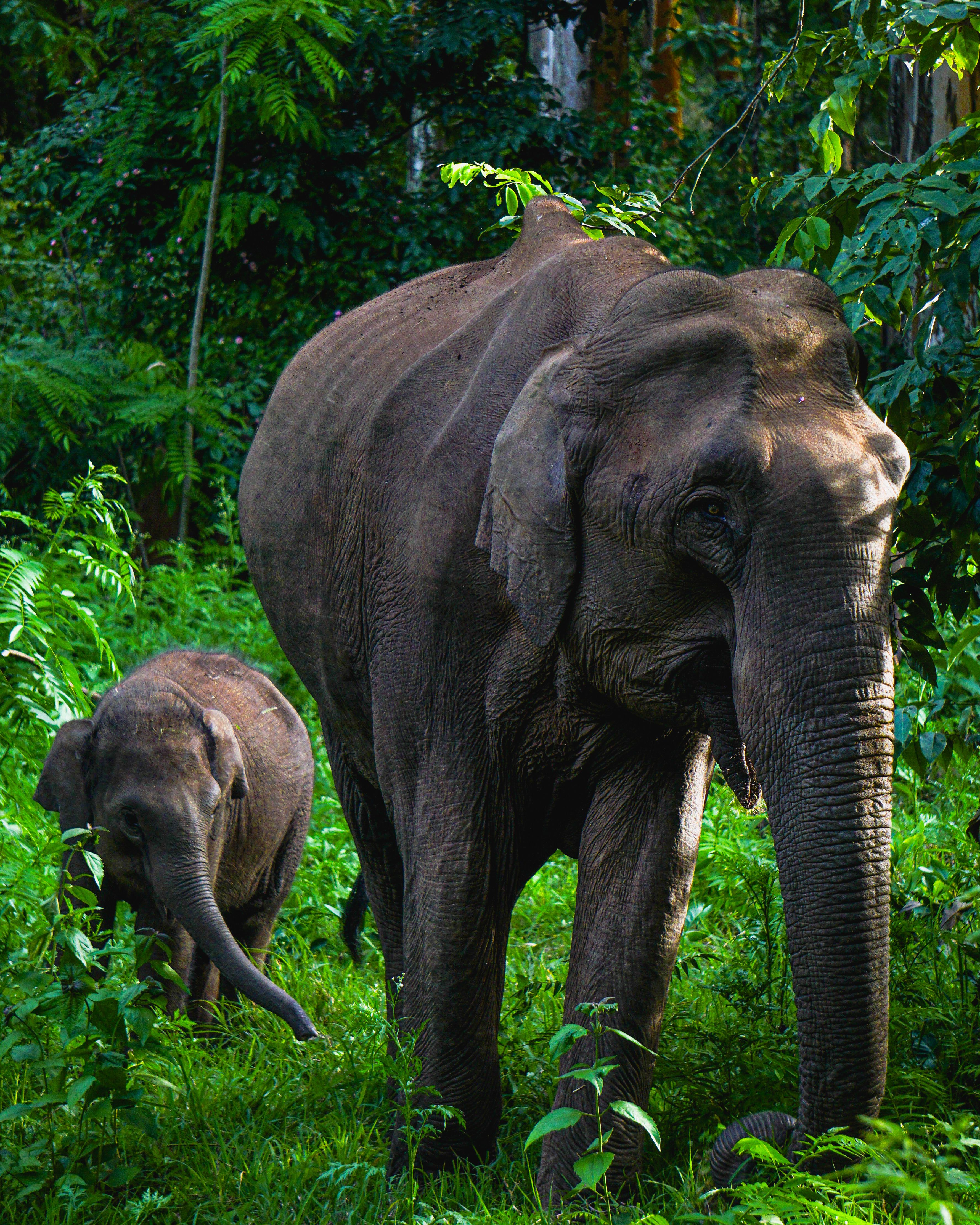 Kochi to Munnar photo 1