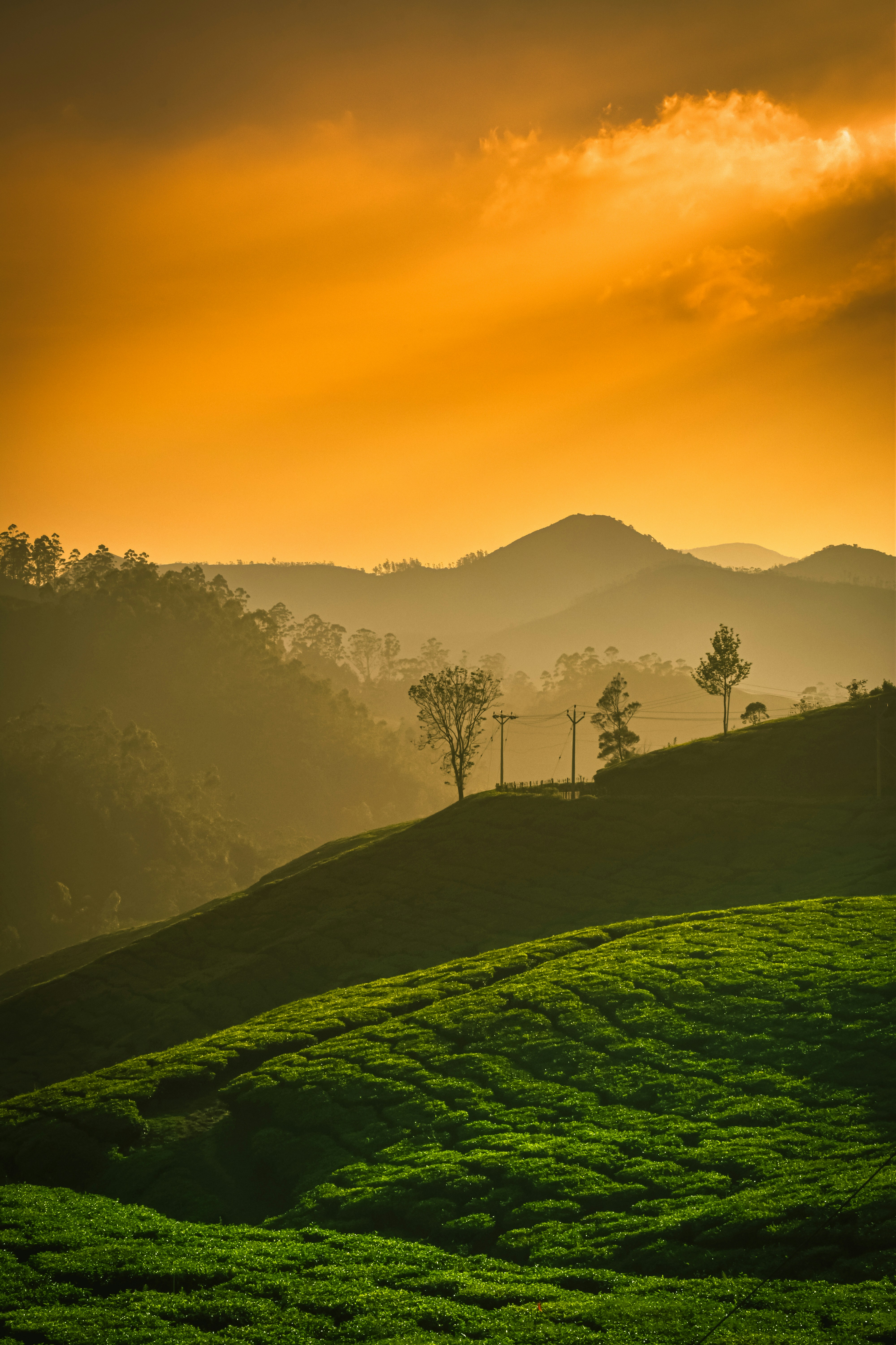 Kochi to Munnar photo 1