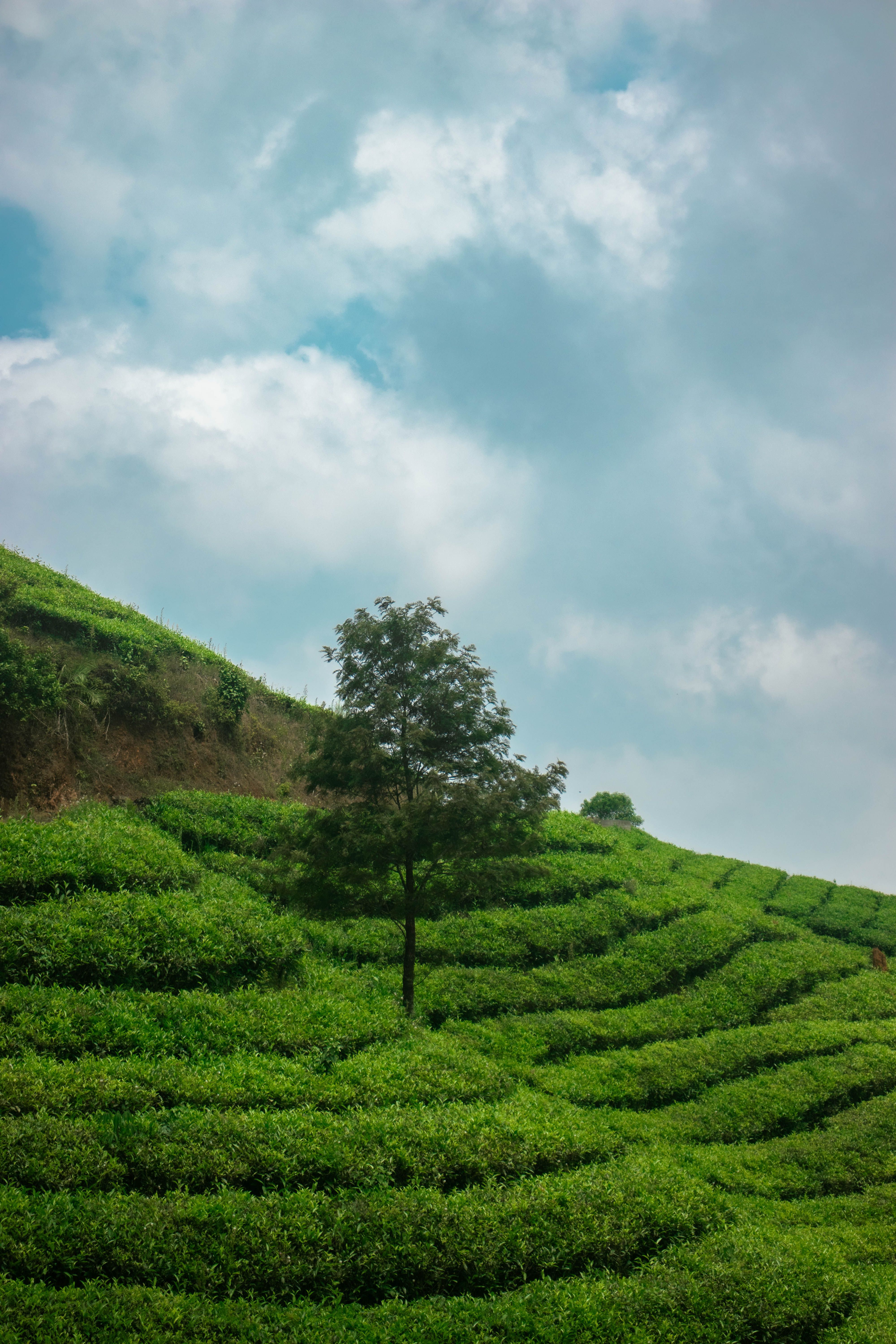 Kochi to Vagamon photo 2