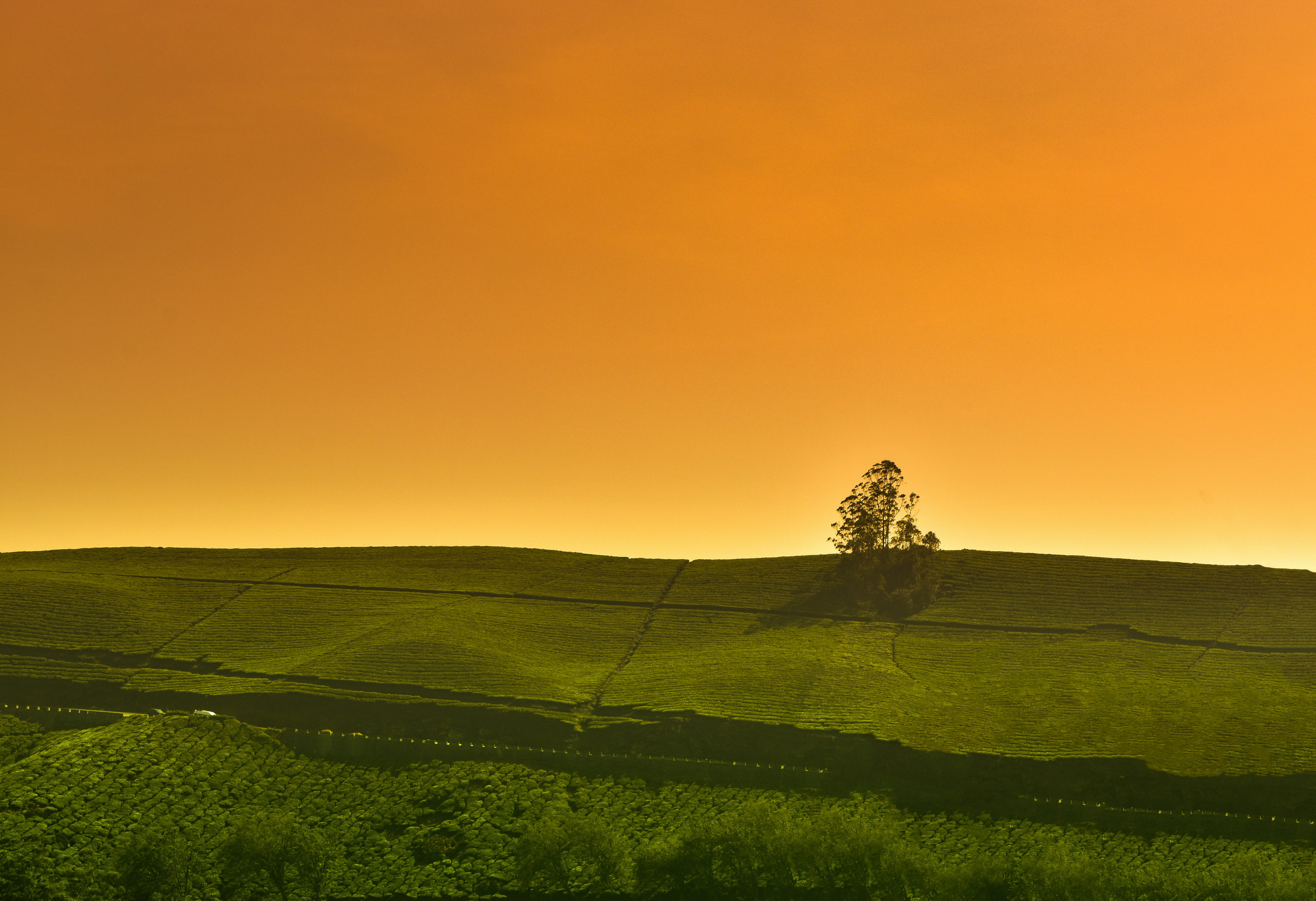 Munnar Tea Country photo 2