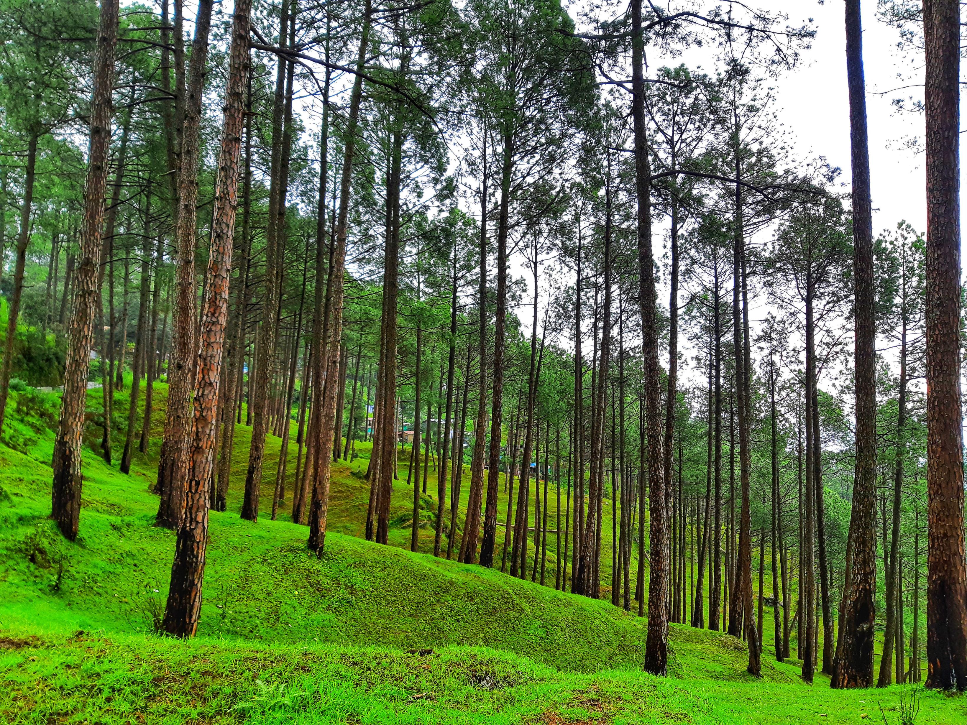 Mukteshwar Exploration photo 2