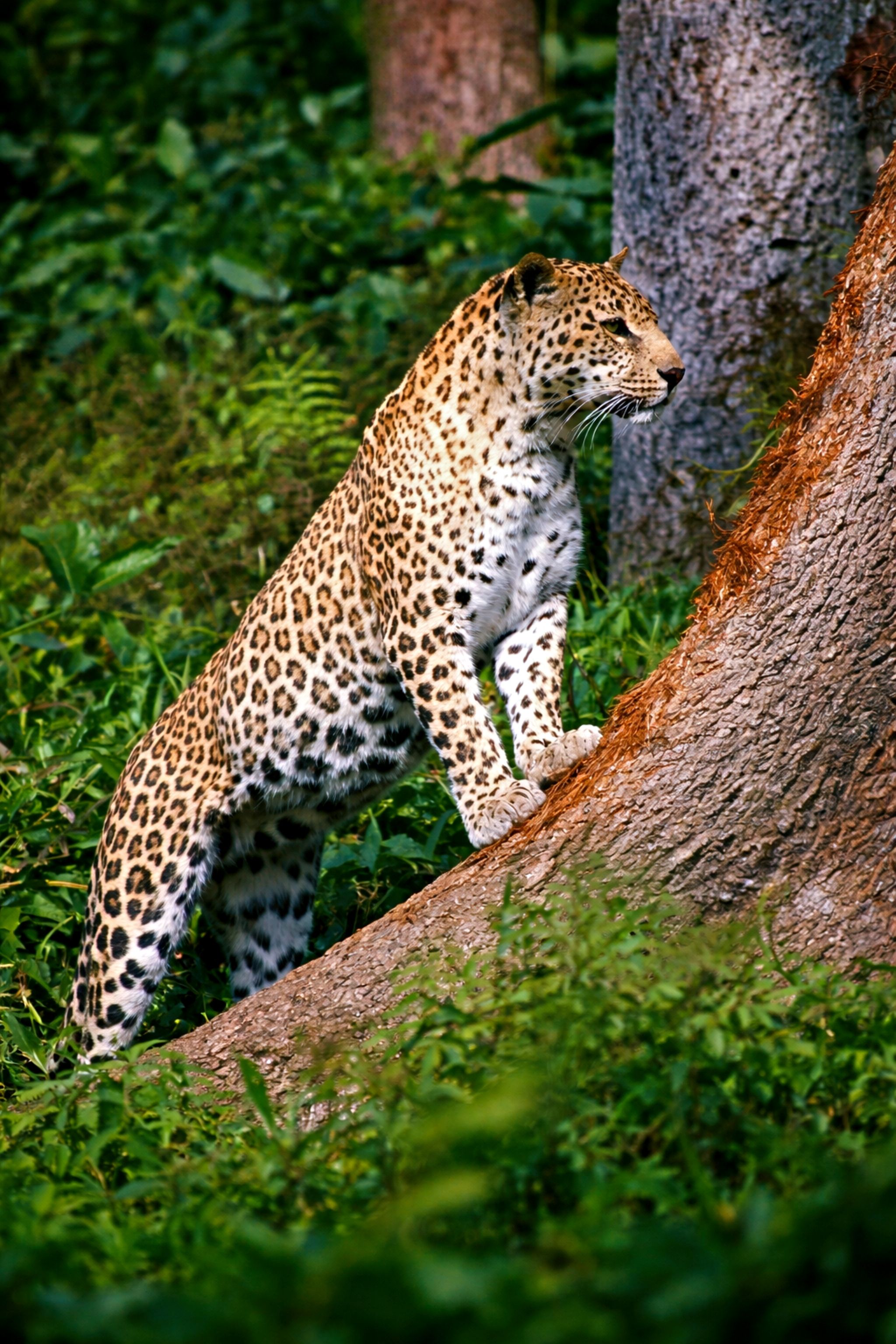 Wayanad Adventure & Wildlife | 4 Nights 5 Days