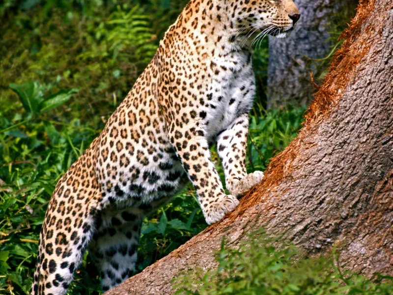 Wayanad Adventure & Wildlife | 4 Nights 5 Days