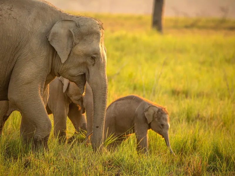 Jim Corbett Wildlife Getaway | 2 Nights 3 Days