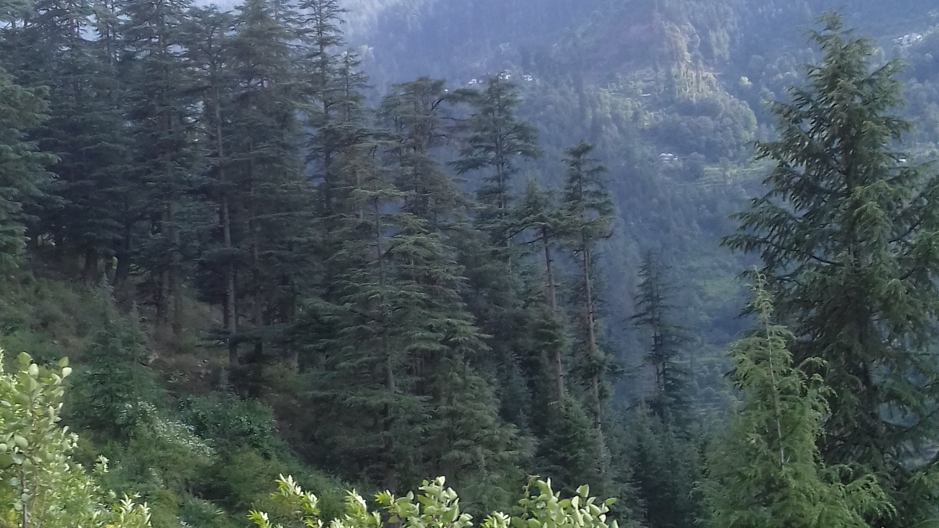 Day 7 — Jibhi to Dharamshala – Hidden Valley to Spiritual Himalayas