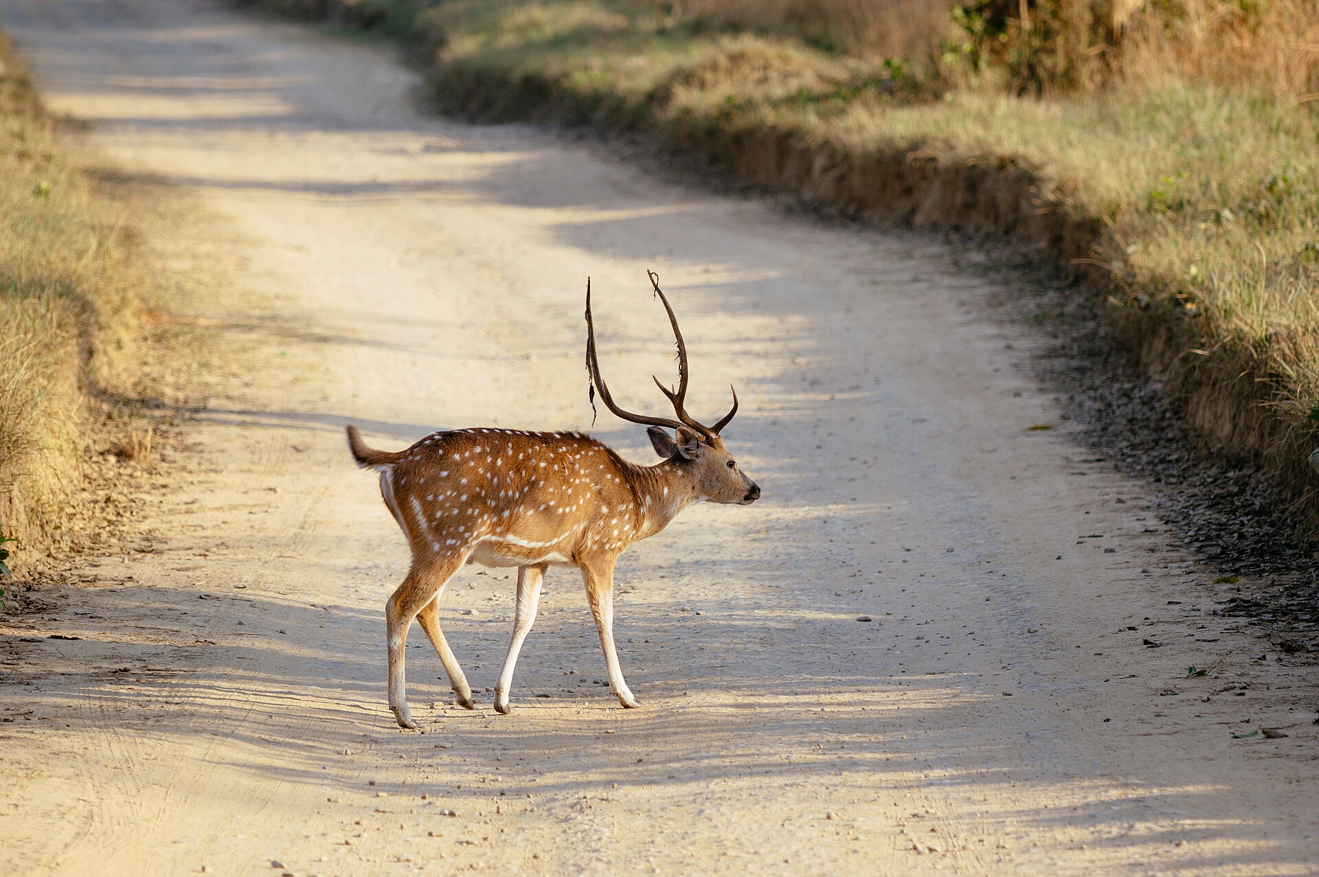 Day 6 — Mussoorie to Jim Corbett – Into the Wild