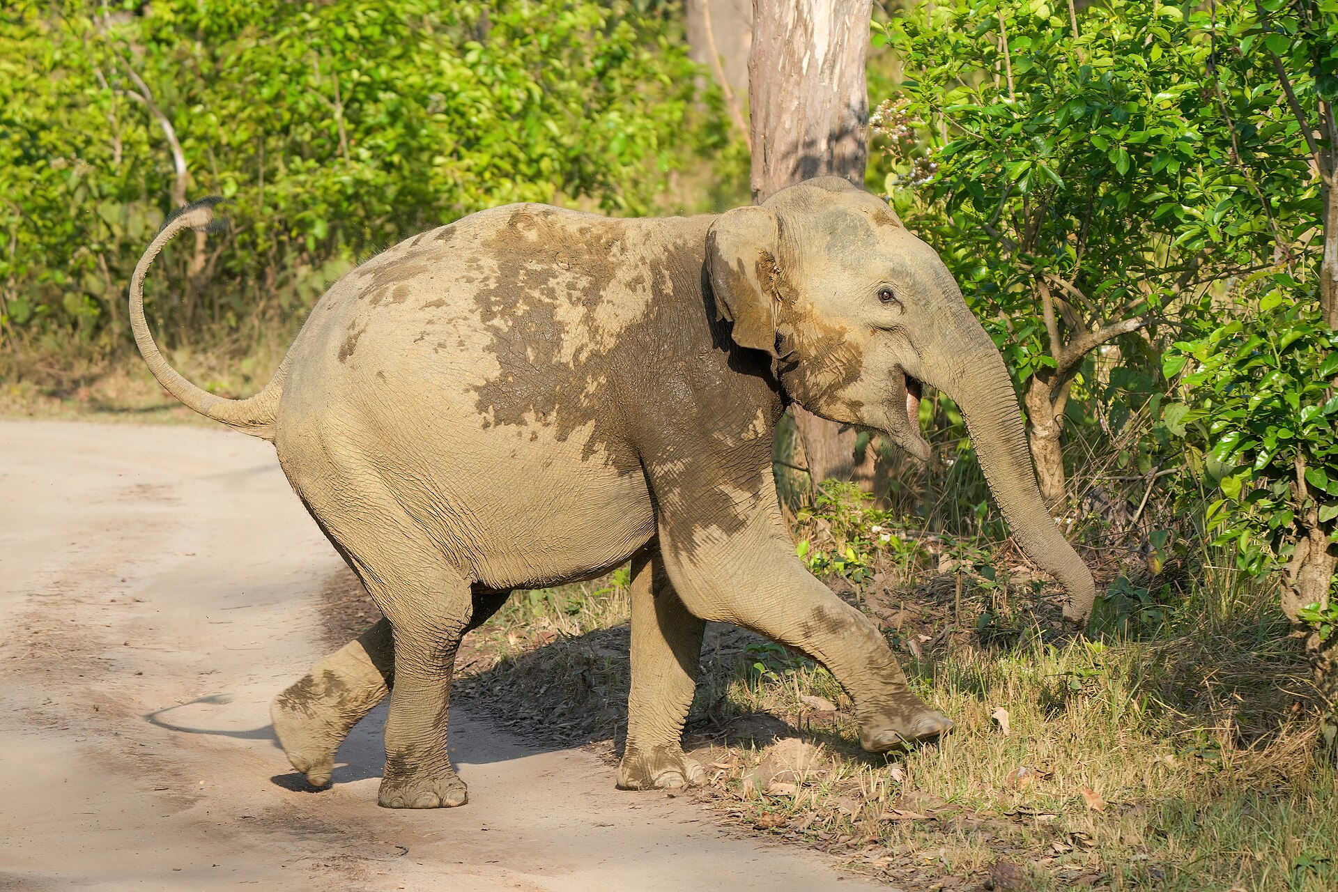 Day 7 — Jim Corbett Safari & Forest Experience