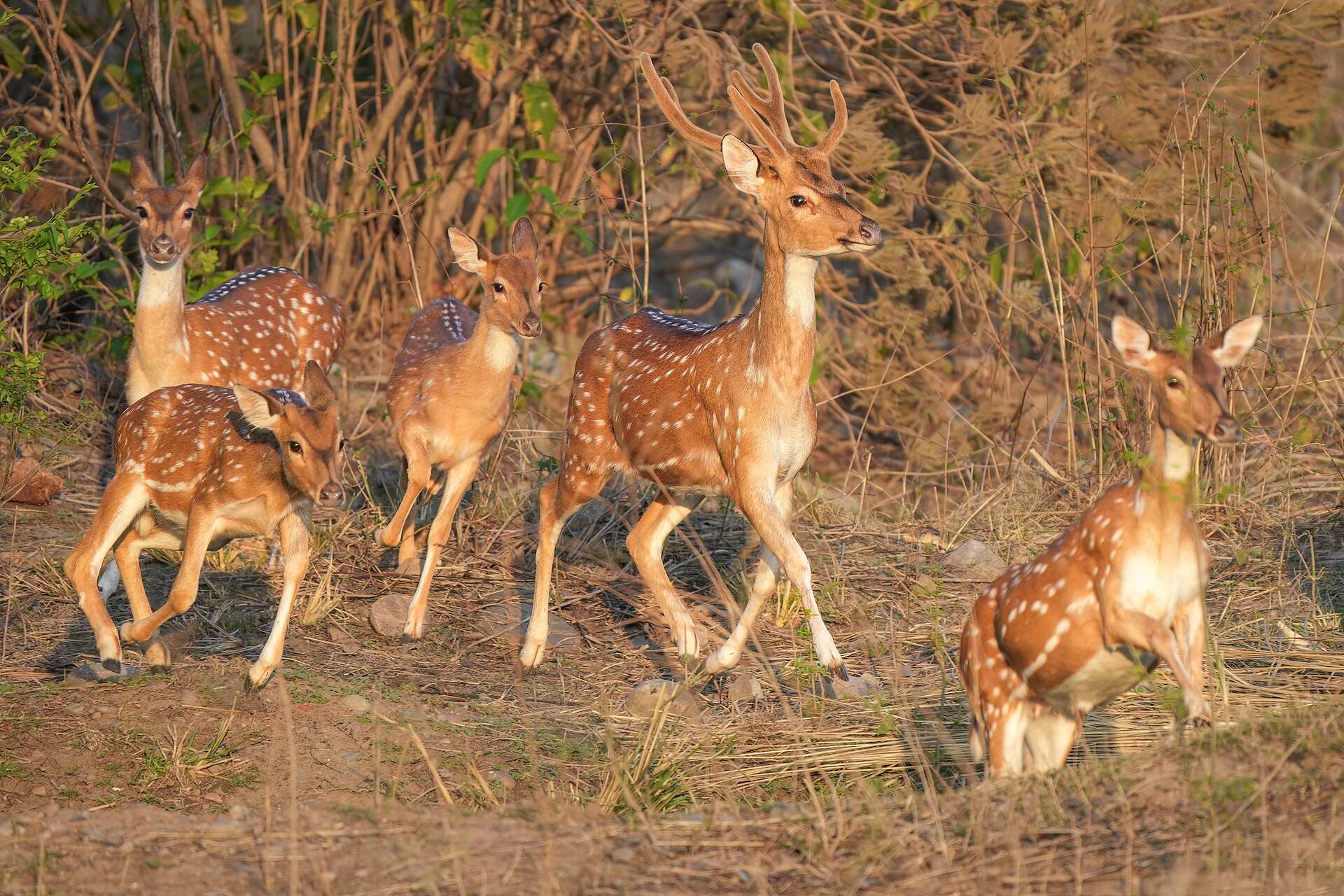 Day 2 — Jim Corbett Safari & Forest Experience