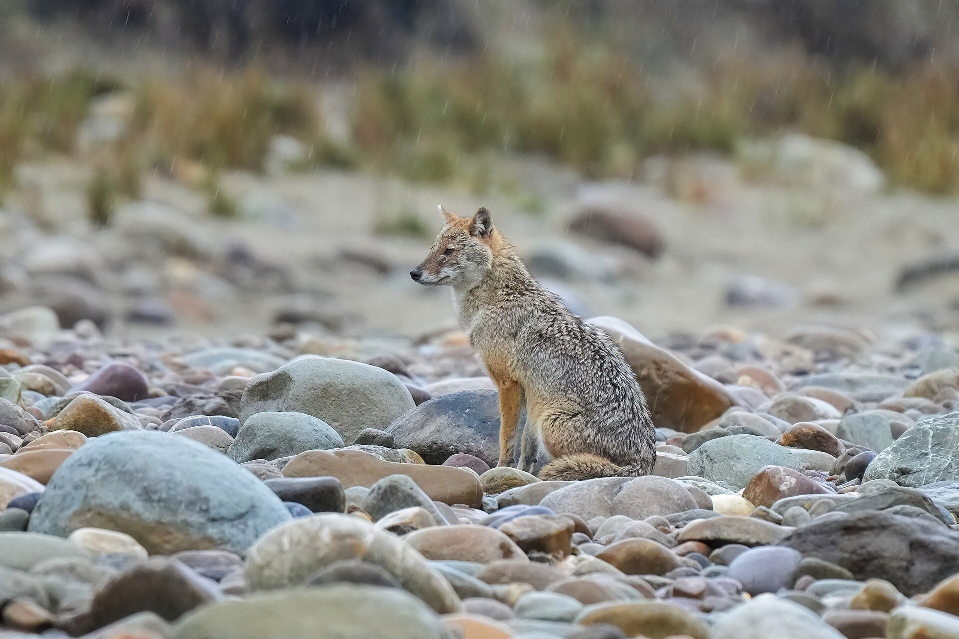 Day 3 — Departure from Jim Corbett