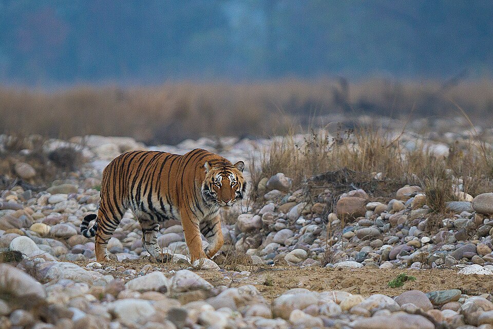 Soulful Uttarakhand & Corbett Circuit