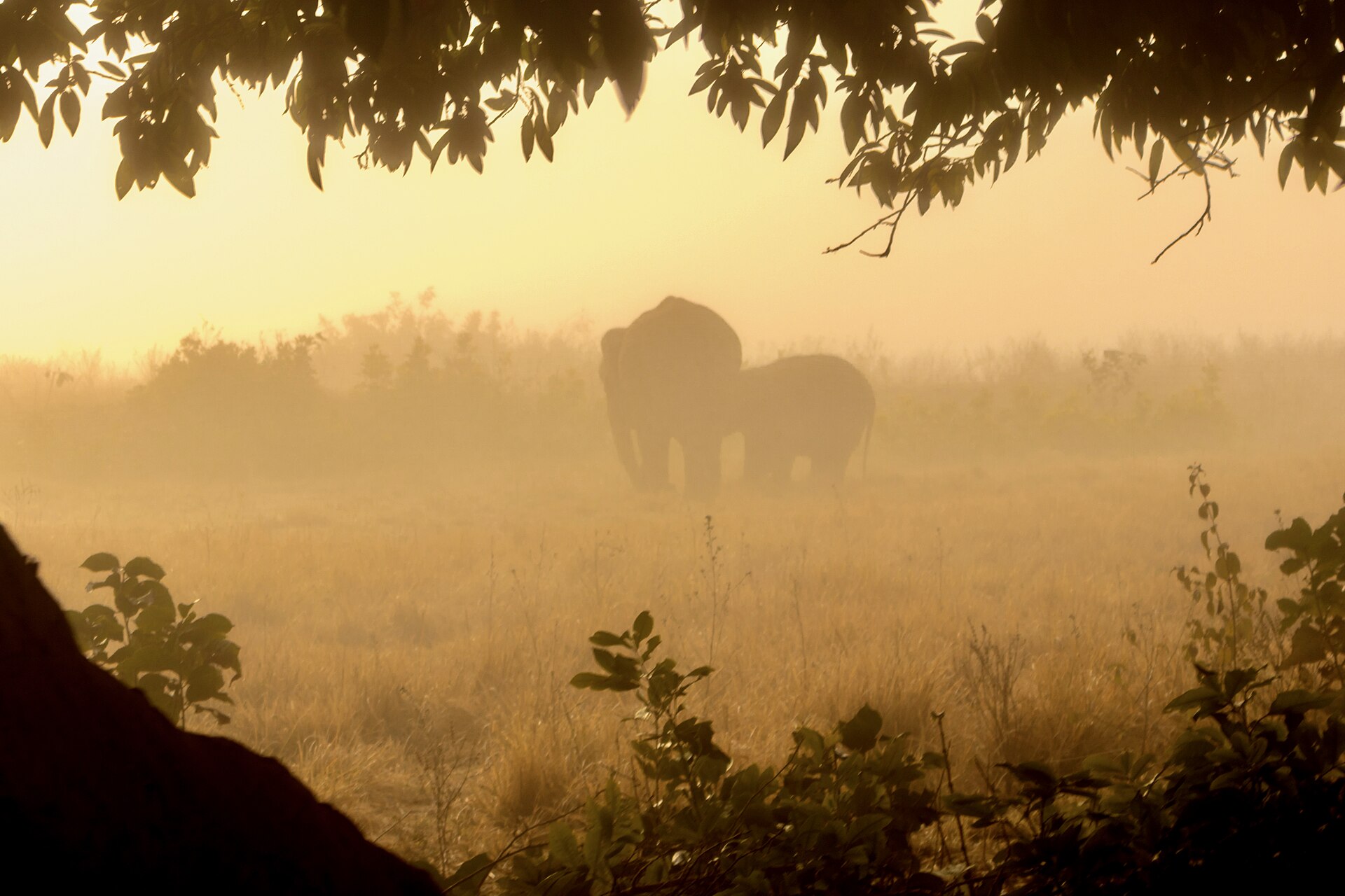 Jim Corbett Safari