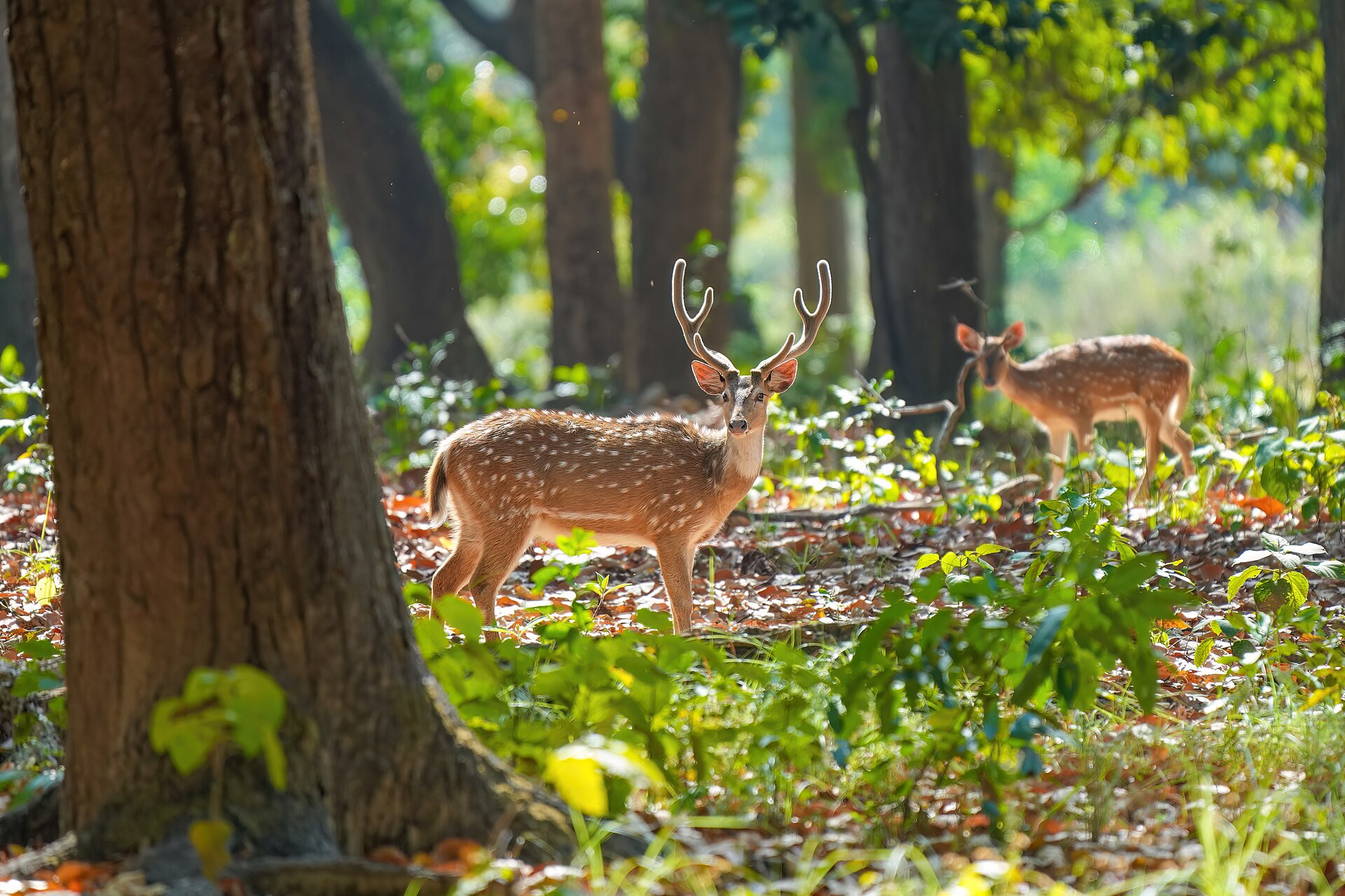 Jim Corbett Chital Wildlife