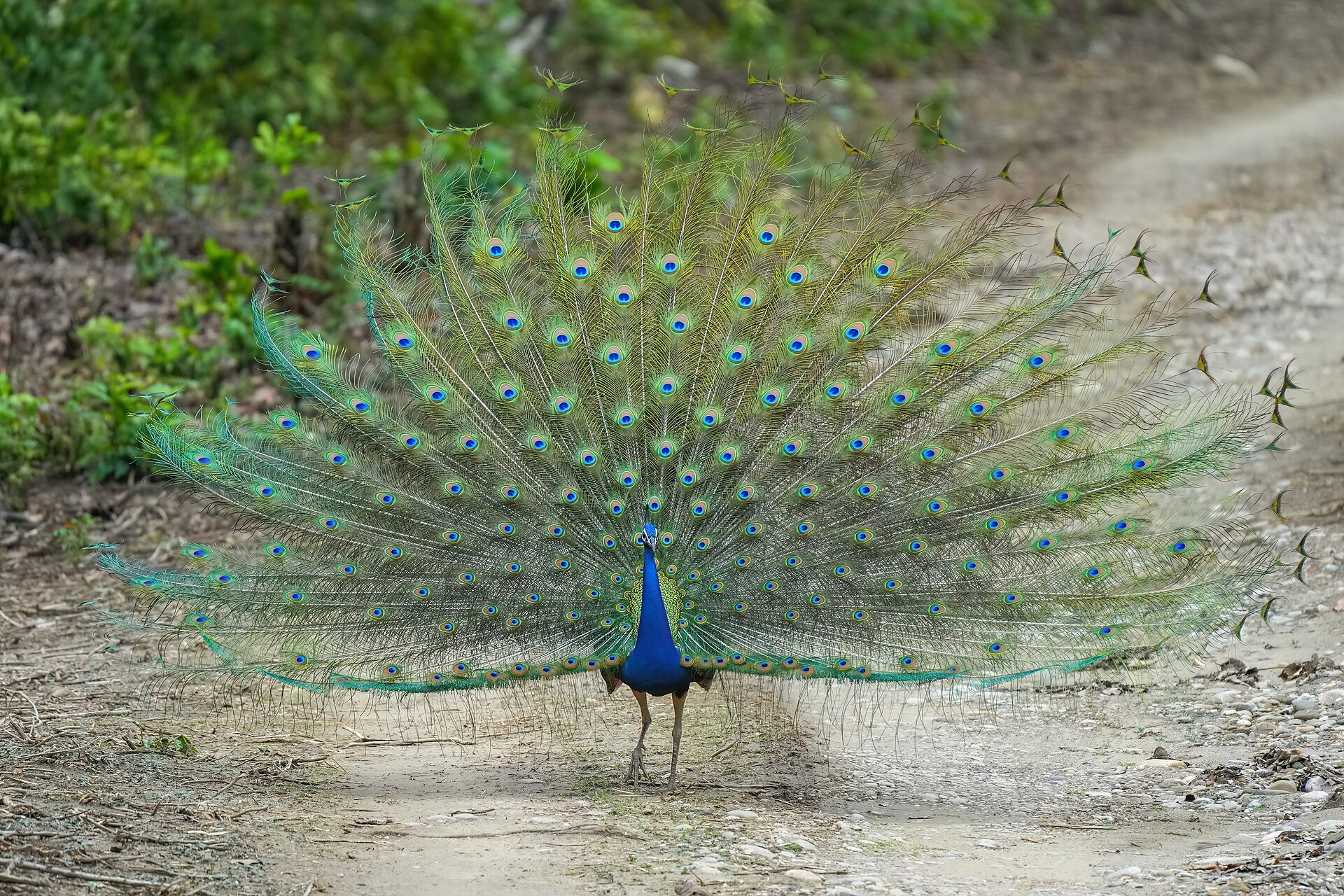 Jim Corbett Safari Weekend